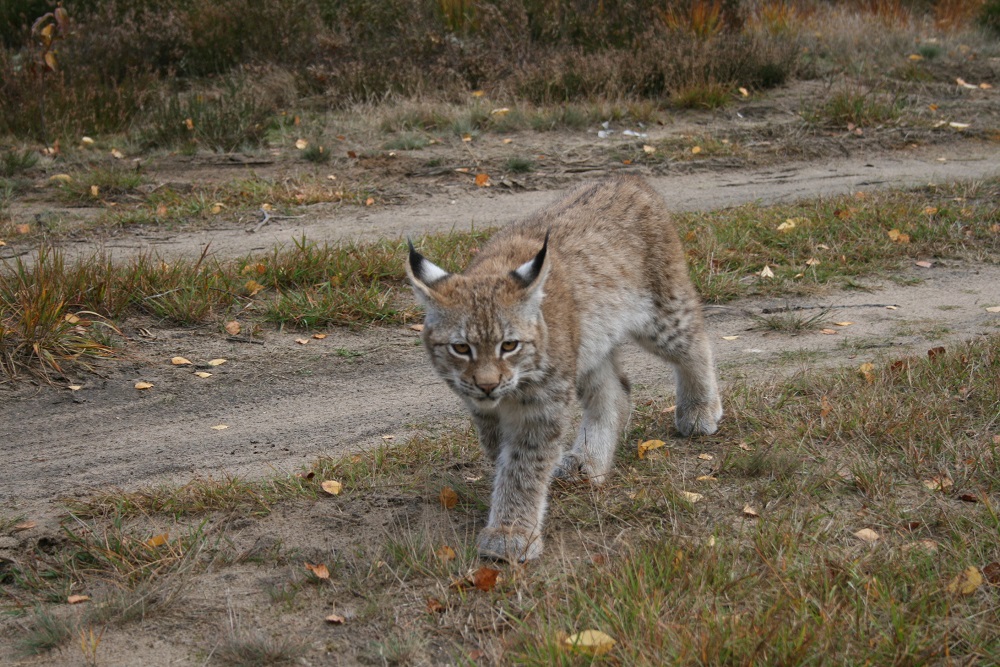 Rys Euroazjatycki Lynx Lynx Aktualnosci Nadlesnictwo Pisz Lasy Panstwowe