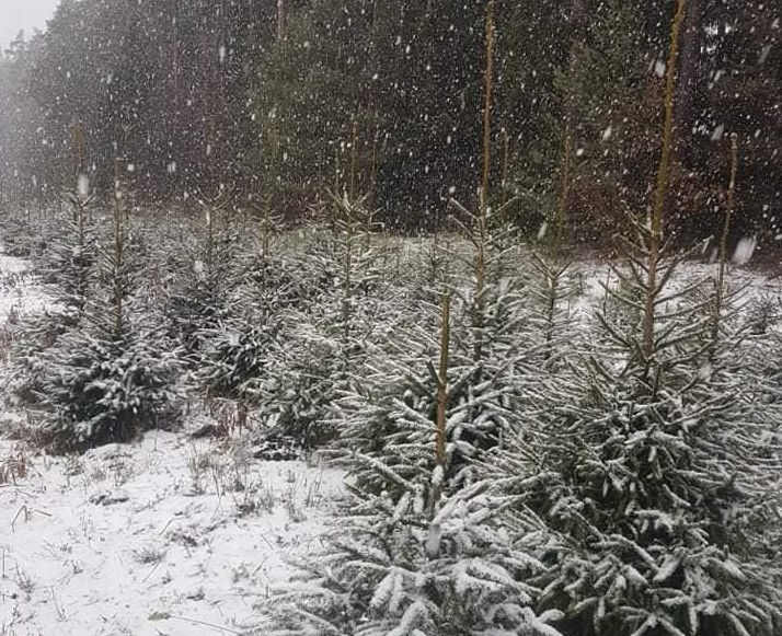 Plantacja&#x20;choinkowa&#x20;na&#x20;Szkółce&#x20;leśnej&#x20;Snopki