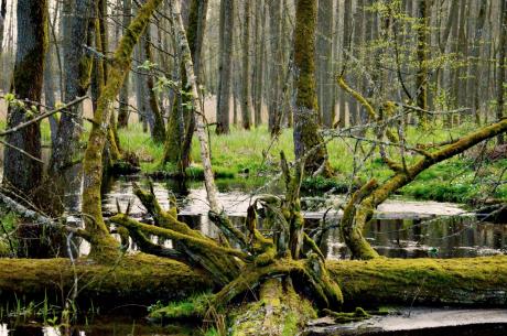 Światowy Dzień Mokradeł