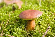 Festiwal Runa Leśnego