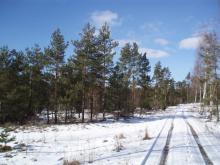 V Piski Bieg o Puchar Jabłoni