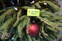 Zapraszamy do udziału w akcji „Rozbierzmy wspólnie choinkę”