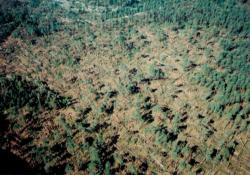 fot. Archiwum Nadleśnictwa Pisz