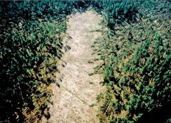 fot. Archiwum Nadleśnictwa Pisz