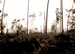 fot. Archiwum Nadleśnictwa Pisz