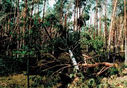 fot. Archiwum Nadleśnictwa Pisz