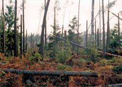 fot. Archiwum Nadleśnictwa Pisz