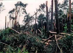 fot. Archiwum Nadleśnictwa Pisz