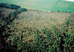 fot. Archiwum Nadleśnictwa Pisz