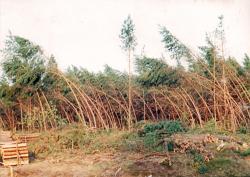 fot. Archiwum Nadleśnictwa Pisz