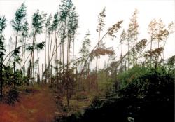 fot. Archiwum Nadleśnictwa Pisz