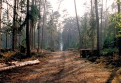 fot. Archiwum Nadleśnictwa Pisz