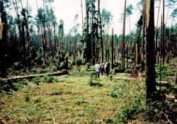 fot. Archiwum Nadleśnictwa Pisz