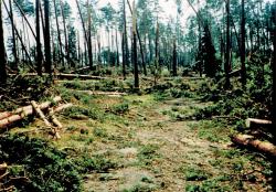 fot. Archiwum Nadleśnictwa Pisz