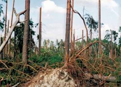 fot. Archiwum Nadleśnictwa Pisz