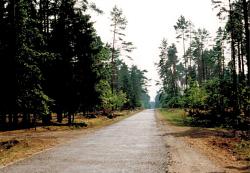 fot. Archiwum Nadleśnictwa Pisz