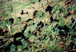 fot. Archiwum Nadleśnictwa Pisz