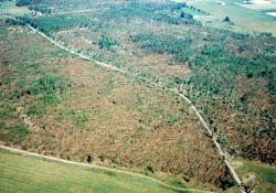 fot. Archiwum Nadleśnictwa Pisz