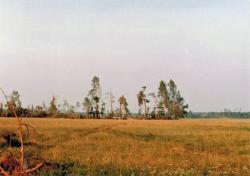 fot. Archiwum Nadleśnictwa Pisz