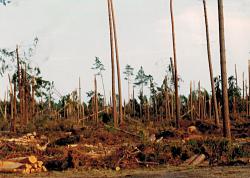 fot. Archiwum Nadleśnictwa Pisz