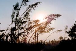 fot. Archiwum Nadleśnictwa Pisz