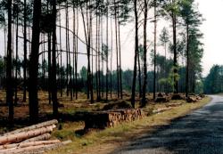 fot. Archiwum Nadleśnictwa Pisz