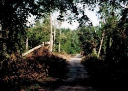 fot. Archiwum Nadleśnictwa Pisz