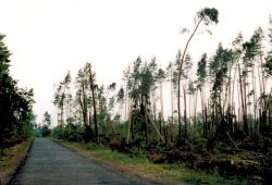 fot. Archiwum Nadleśnictwa Pisz