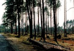fot. Archiwum Nadleśnictwa Pisz