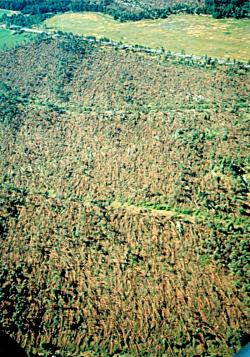 fot. Archiwum Nadleśnictwa Pisz