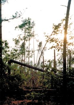 fot. Archiwum Nadleśnictwa Pisz