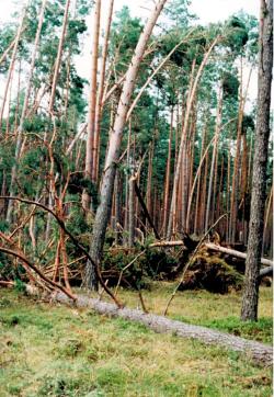 fot. Archiwum Nadleśnictwa Pisz