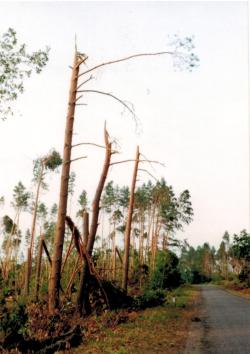 fot. Archiwum Nadleśnictwa Pisz
