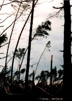 fot. Archiwum Nadleśnictwa Pisz