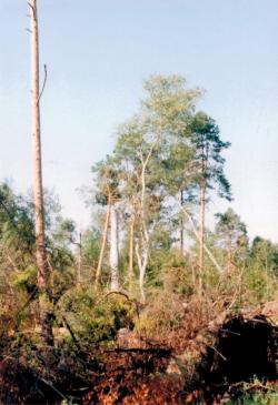 fot. Archiwum Nadleśnictwa Pisz