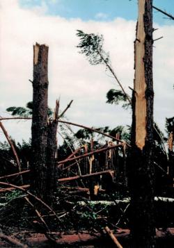 fot. Archiwum Nadleśnictwa Pisz