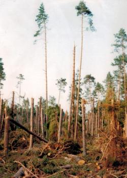 fot. Archiwum Nadleśnictwa Pisz