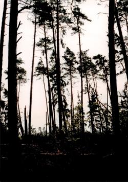 fot. Archiwum Nadleśnictwa Pisz