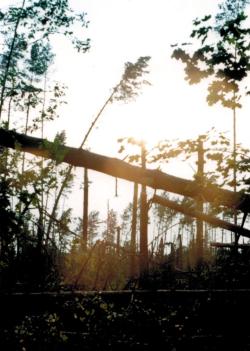 fot. Archiwum Nadleśnictwa Pisz