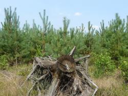 Uprawy pohuraganowe 2010 rok