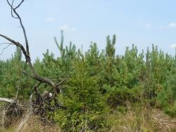 Uprawy pohuraganowe 2010 rok