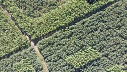 Drzewostany pohuraganowe 2020 rok