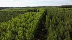 Drzewostany pohuraganowe 2020 rok