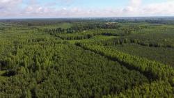 Drzewostany pohuraganowe 2020 rok