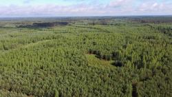 Drzewostany pohuraganowe 2020 rok