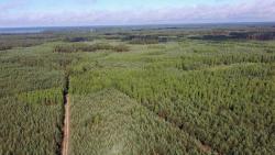 Drzewostany pohuraganowe 2020 rok